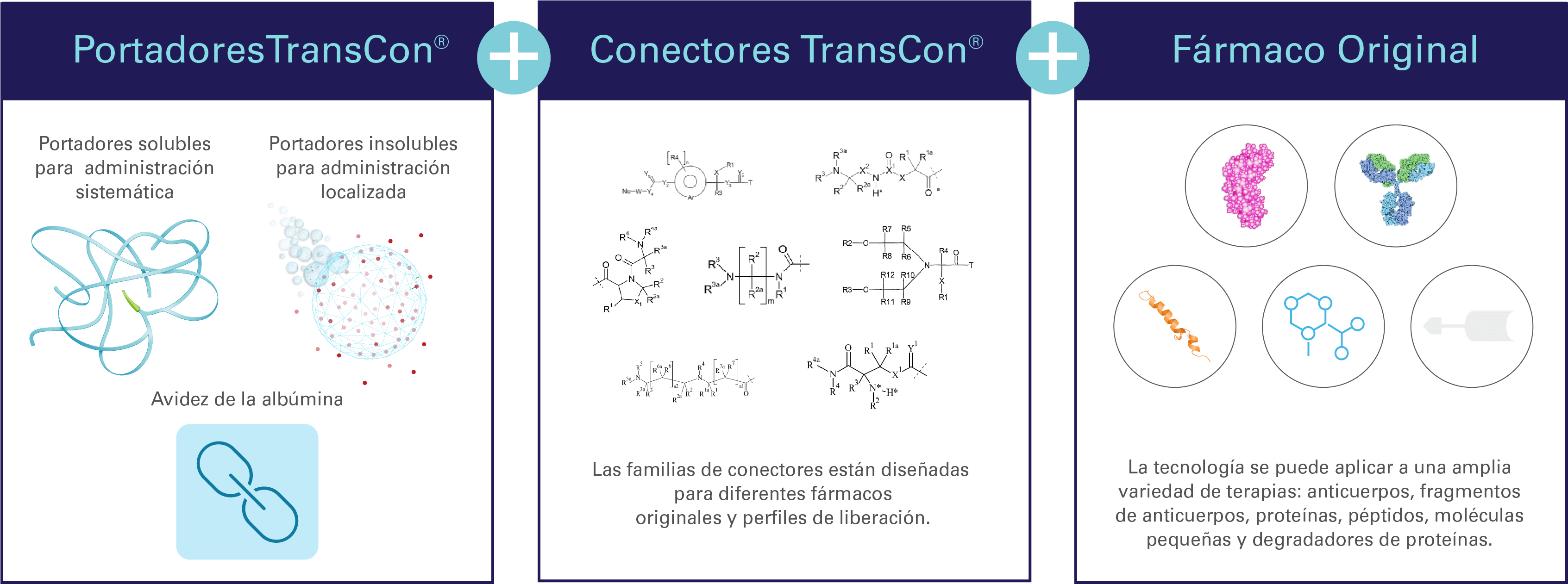 TCTechnologyTransientConjugationGraphic-TRANSPARENT@2x